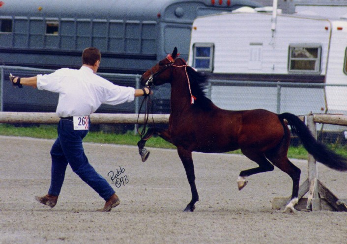 King's Royal Countess