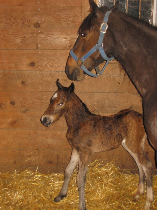 Ridgetop's Tout Suite